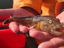 Mudina ziņot par iezīmētajiem jūras grunduļiem Baltijas jūrā