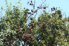 Piešķir 23,5 tūkstošus latu bakteriālās iedegas apkarošanai