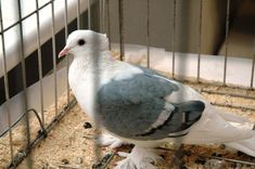 Dabas muzejā «Baložu simfonija 2013»