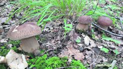 Vai Latvijā ir indīgas bekas?!