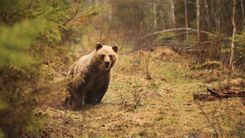 Varbūt izdodas nofotografēt lāci?