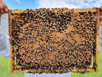 Viens bez otra nevar