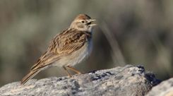 Latvijā novērota jauna putnu suga