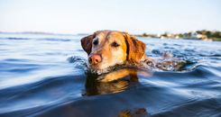 Abragciemā situācija uzlabojusies!