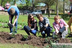 Pie Cēres pamatskolas iedēstīti 162 rožu stādi /FOTO/