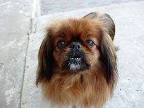 Slampē noklīdusī Čiepa – atradusies!