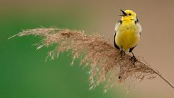 Dabas muzejs aicina piedalīties putnu fotokonkursā