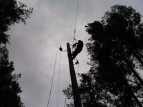 Vētras postījumi Tukumā, Kandavā, Engurē un Jaunpilī /papildināts ar FOTO pl. 10:46/