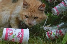 Vienreizlietojamais jāpadara ekoloģiskāks