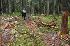 Mežs nav tikai planētas plaušas