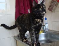 Tukumā noklīdis kaķis atrodas pēc 145 dienām