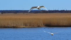 Liepājas ezera aizaugšana. Vai cīņa ar vējdzirnavām?