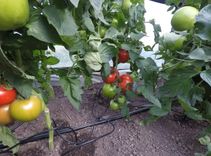 KĀ LAISTĪT DĀRZUS, KAS IR TĀLU, VAI VIETĀS, KUR NAV ELEKTRĪBAS