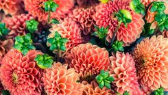 Atklāj dāliju izstādi