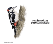 Aicina izzināt dobumainus kokus