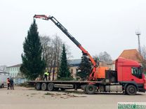 Vai Tukuma eglīti Grinčs aiznesa?!