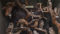 Aicina izzināt nakts dzīvniekus