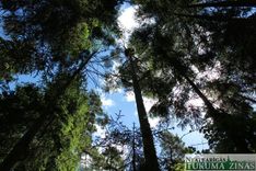 Kad vienīgajā cērtamā meža hektārā iemitinājies jūras ērglis