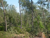 Meža īpašnieki aicināti par vētras postījumiem informēt Valsts meža dienestu, lai saņemtu atbalstu mežaudžu atjaunošanai