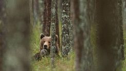Dabas muzejā tapusi izglītojoša fotoizstāde par brūno lāci