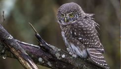 Dabas muzejs izsludina putnu fotogrāfiju konkursu