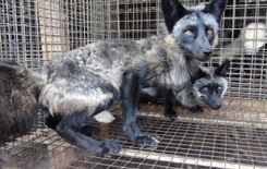 Satversmes tiesa sāk izskatīt lietu par normām, kas paredz aizliegumu audzēt dzīvniekus tikai kažokādu ieguvei