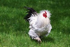 Mārtiņdiena latviešu tautas tradīcijās