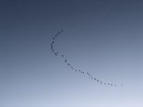 Nedēļas nogalē aicina vērot putnu rudens migrāciju un ziņot par novērotajiem gājputniem