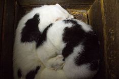 Savākta puse parakstu par kažokzvēru audzēšanas aizliegumu