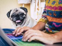 Suņu pirmreizējo reģistrāciju veiks tikai praktizējošie veterinārārsti   