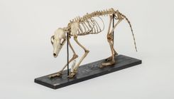 Dabas muzejā notiks pasākums ģimenēm par  dzīvnieku skeletiem