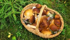 Dabas muzejs aicina ģimenes uz pasākumu «Rudens groziņš»