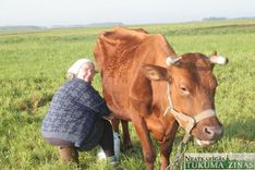 Govs šķirne ‘Latvijas brūnā’ – uz izzušanas robežas