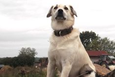 Slampē kaimiņš kaimiņam nošauj suni