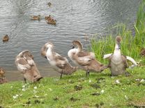 Labi, ka mani nenoknāba?