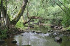 Gada dzīvotne 2021 – upju straujteces un dabiski upju posmi