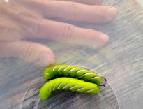 Kas par milzu kāpuru?