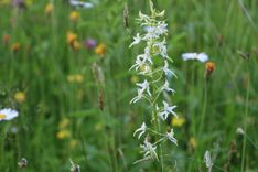 Kad savvaļas orhidejas pašas nāk mājās...