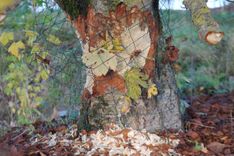 Kā būt ar bebriem pilsētā?