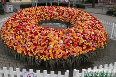 Cik patiesībā izmaksāja Tukuma Rožu svētki?