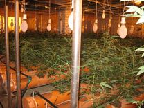 Engures novadā atsavina ievērojamu daudzumu marihuānas, aizturētas divas personas /FOTO/