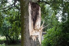 Tukumā sievieti savaino nolūzis zars