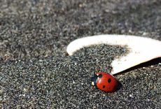 Kādēļ pludmalē tik daudz mirušu bizbizmārīšu?