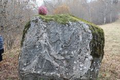 Svinam Dainu tēva dzimšanas dienu