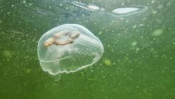 Dabas muzejā – Baltijas jūrai veltīta izstāde