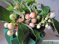 Uzmanību – indīgo goltjeru pārdod kā brūklenes!