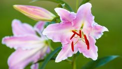 Dabas muzejā būs liliju izstāde