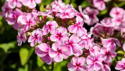 Dabas muzejā – flokšu izstāde