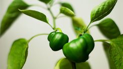 Garšaugu un dārzeņu izstāde Dabas muzejā