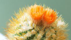 Aicina apmeklēt kaktusu izstādi